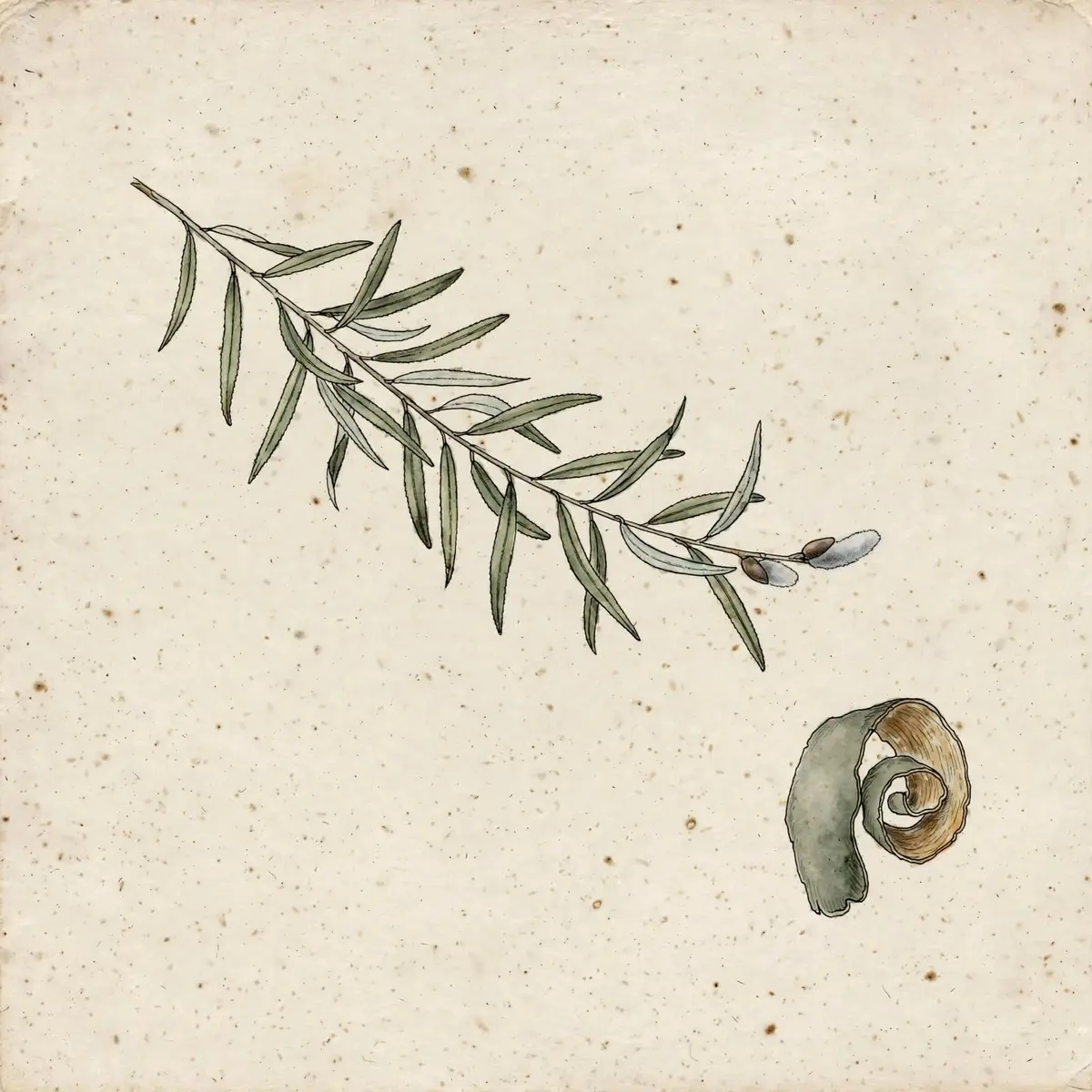 Rameau de saule à feuilles étroites, chaton argenté, et une boucle d'écorce montrant son revers pâle